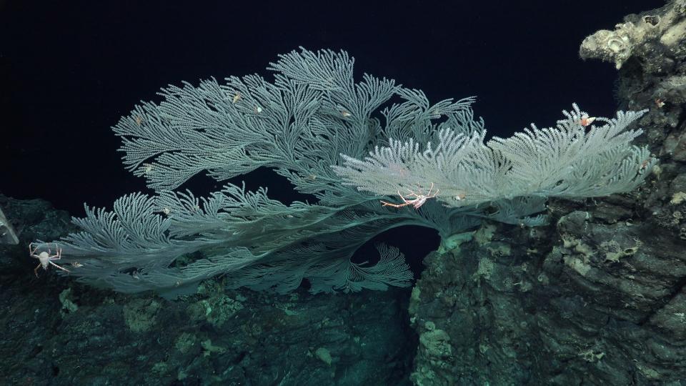 A Paramuricea coral with hermit crabs and squat lobsters hanging off it.