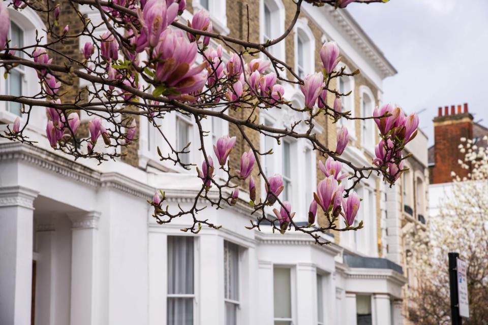 Pink magnolia in Kensington streets house prices 