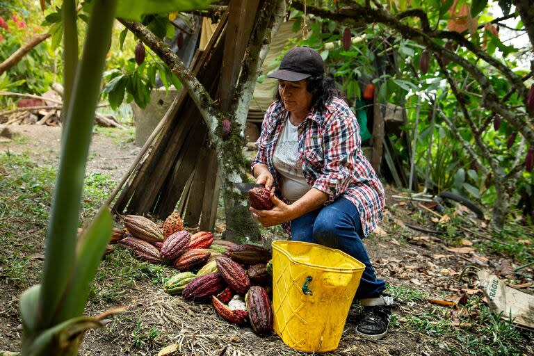 El cacao es otro producto sensible al calor