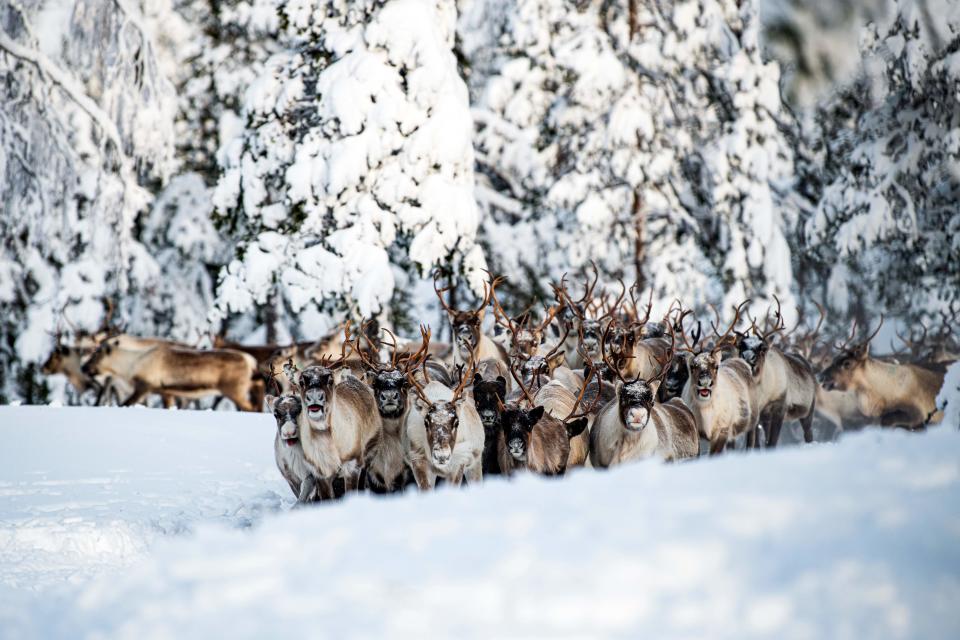 Reindeers from the Vilhelmina Norra Sameby, are pictured at their winter season location on February 4, 2020 near Ornskoldsvik in northern Sweden. - Once, the lynx, wolverines and eagles that preyed on their animals were the main concern for reindeer herders as they moved them to find food in the winter. 
But now Margret Fjellstrom and Daniel Viklund, a married couple from Sweden's indigenous Sami community with hundreds of tawny reindeer, worry about a new threat. (Photo by Jonathan NACKSTRAND / AFP) (Photo by JONATHAN NACKSTRAND/AFP via Getty Images)