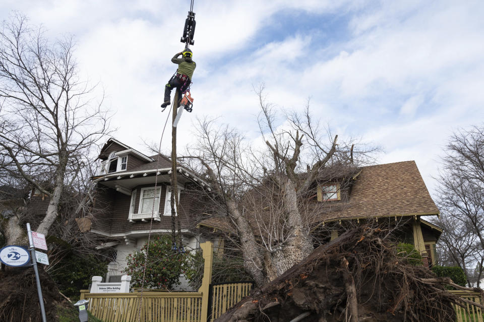 A crane lifts tree removal foreman Francisco Villanueva to assess which branches to remove first from two homes on Capitol Avenue in midtown Sacramento, Calif., Sunday, Jan. 8, 2023. Heavy winds from an overnight storm downed trees and power lines throughout the region. The weather service's Sacramento office said the area should brace for the latest atmospheric river to roar late Sunday and early Monday ashore. (Sara Nevis/The Sacramento Bee via AP)