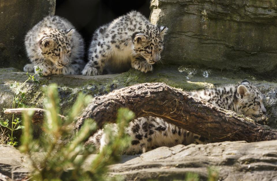Snow Leopards at Marwell Zoo