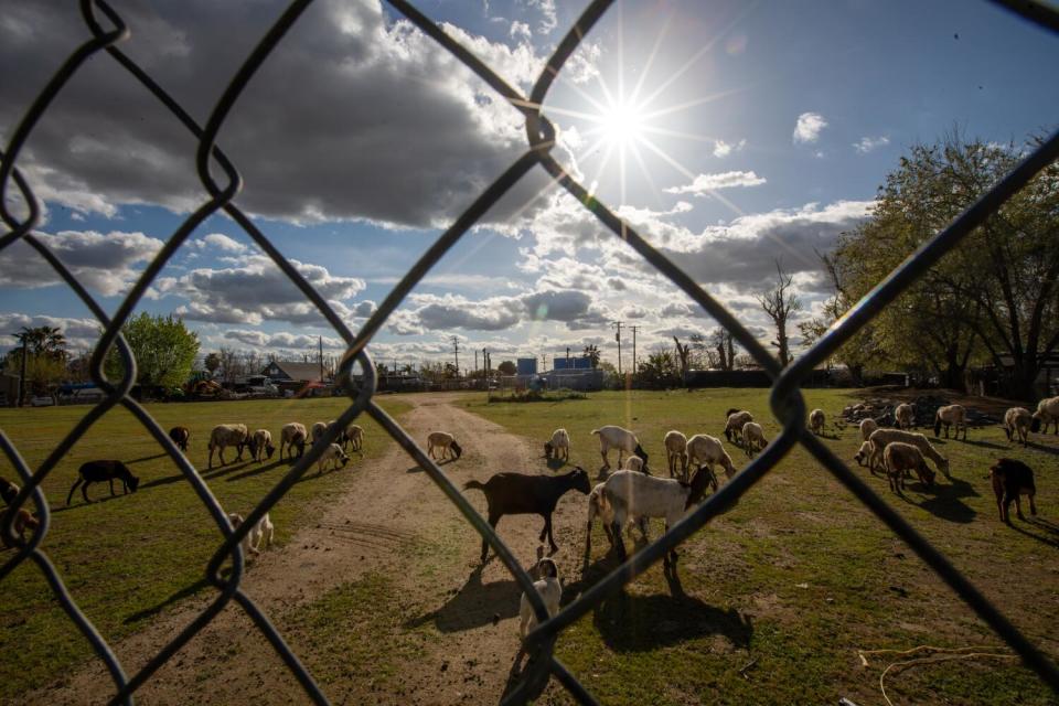 Goats graze on a grassy lawn behind a chain link fence.