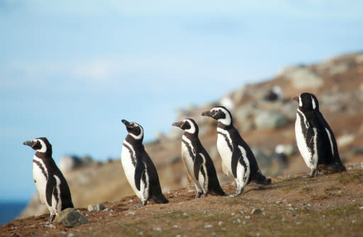 Pingüinos magallánicos (Foto Thinkstock)