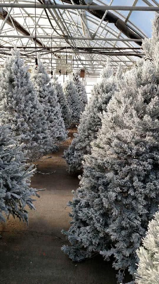 North Dakota: Cashman Nursery, Bismarck