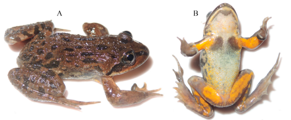 A Nanorana laojunshanensis, or Laojunshan slow frog, seen from the top and underside.