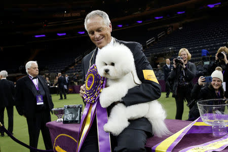 Flynn and handler Bill McFadden pose together after winning. The diminutive, fluffy white winner edged out six other finalists, including the No. 2 "reserve best in show," a giant schnauzer named Ty, at the end of the annual two-day event at Madison Square Garden in New York City's midtown Manhattan. REUTERS/Brendan McDermid