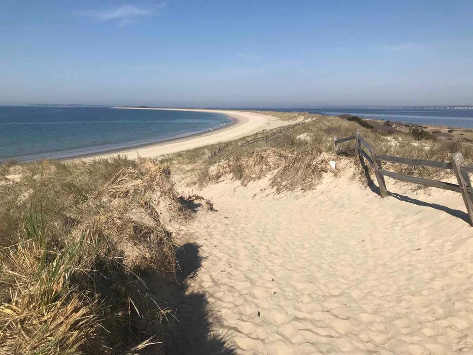 Napatree Point in Westerly is a great spot to see sandpipers, willets and plovers, along with species such as American oystercatchers, greater yellowlegs and short-billed dowitchers.