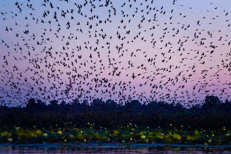 Purple martins flocking against purple skies are photographed from inside a kayak at sunset at Nimisila Reservoir in Green.
