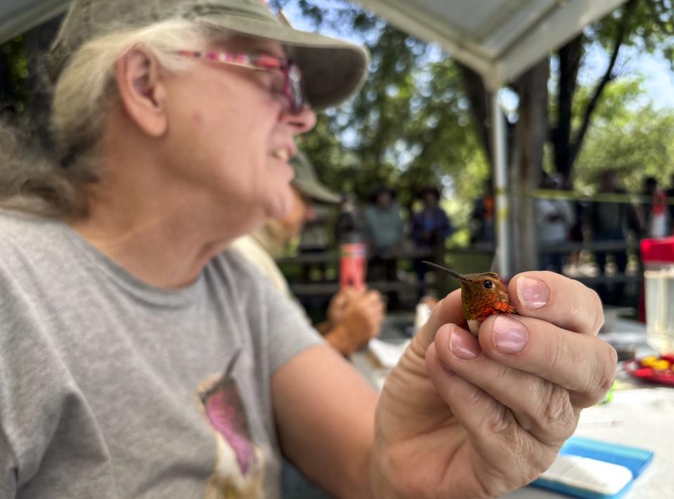 Sheri Williamson, of the Southeastern Arizona Bird Observatory, inspects a Rufous hummingbird at Arizona's High Country Hummingbird Festival before banding its leg for future identification. The long-migrating species is among the North American birds most affected by climate change.