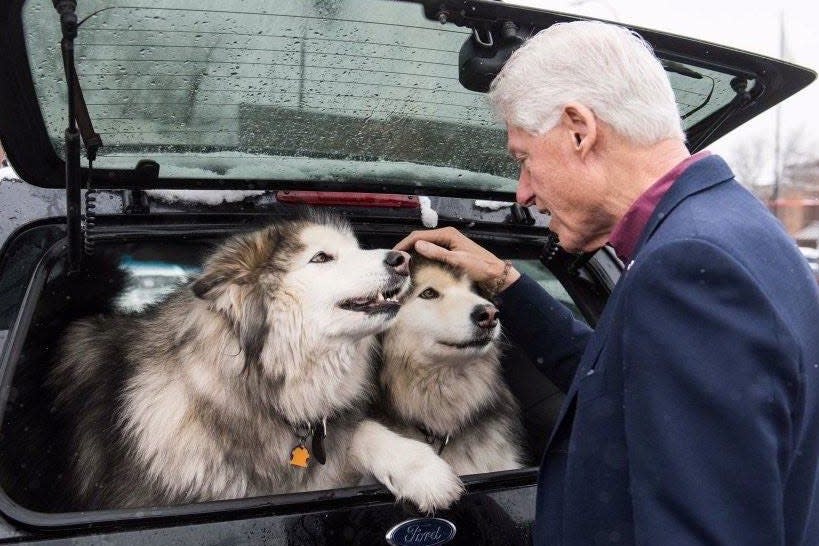 On Feb. 5, 2015 former President Bill Clinton was in Dearborn campaigning for former Secretary of State Hillary Clinton as she ran for president. While at Westborn Market, Clinton spied Richard Margittay's dogs Cheyenne (left) and Yukon and went over to greet them.