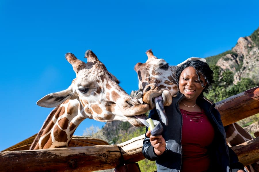 VOTE: Help Cheyenne Mountain Zoo win "Best Zoo in U.S."