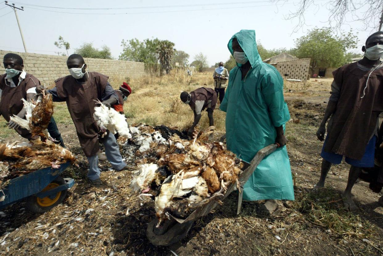 Nigeria has to step up biosecurity measures to check frequent bird flu outbreaks. <a href="https://www.gettyimages.com/detail/news-photo/dozens-of-birds-are-carried-in-wheel-barrows-to-a-dump-site-news-photo/1211936110?phrase=bird%20flu%20in%20nigeria&adppopup=true" rel="nofollow noopener" target="_blank" data-ylk="slk:Pius Utomi Ekpei/AFP via Getty Images;elm:context_link;itc:0;sec:content-canvas" class="link ">Pius Utomi Ekpei/AFP via Getty Images</a>