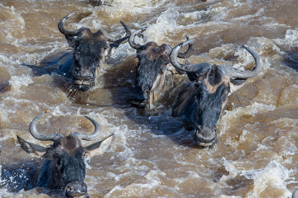 Herding home: Wildebeest photographed in mass migration