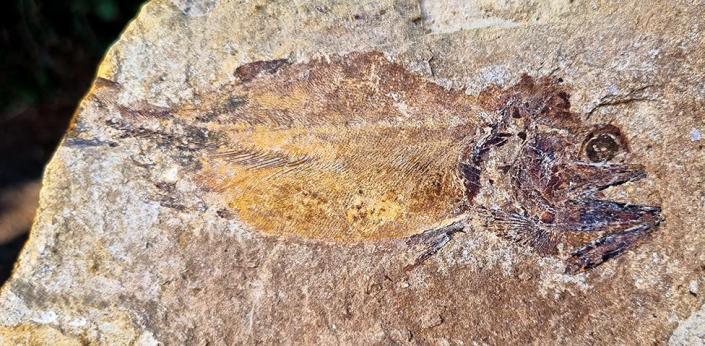 Fossil fish