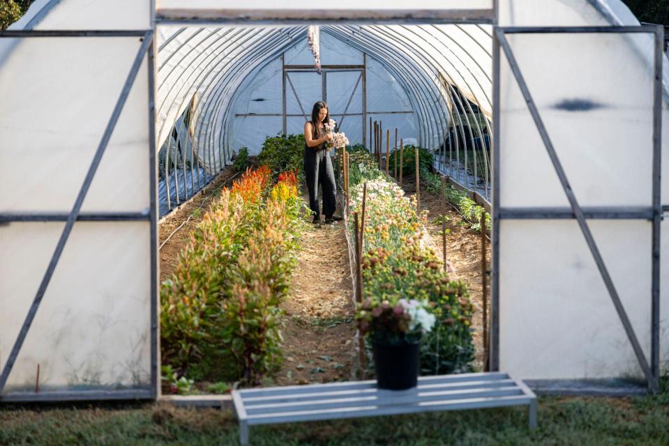 Emily Wright recoge flores que crecen de forma segura en un túnel de jardín el 17 de septiembre en Three Creeks Farm and Forest en Ashland. Wright reserva los túneles para cultivos de alto valor como estas flores, tomates y pimientos, que se riegan mediante riego por goteo y microaspersores aéreos.