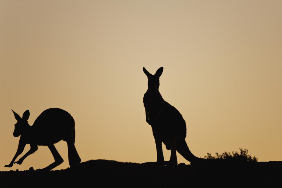 Two kangaroo silhouettes against a brown sunset.