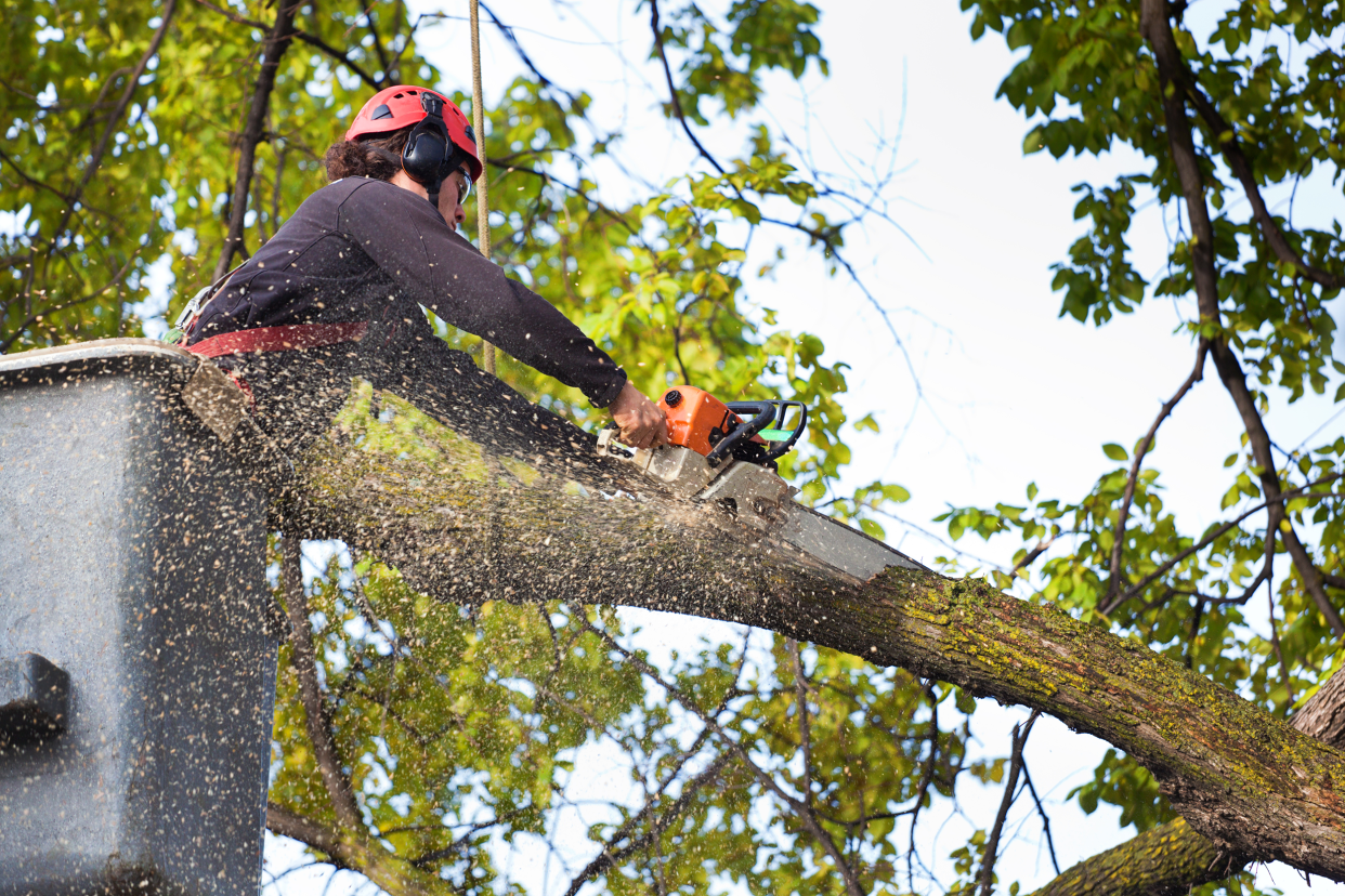 Tree removal