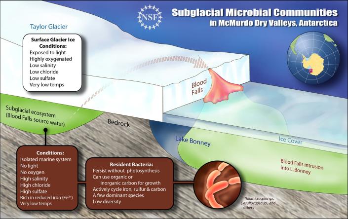 diagram of microbes at Blood Falls