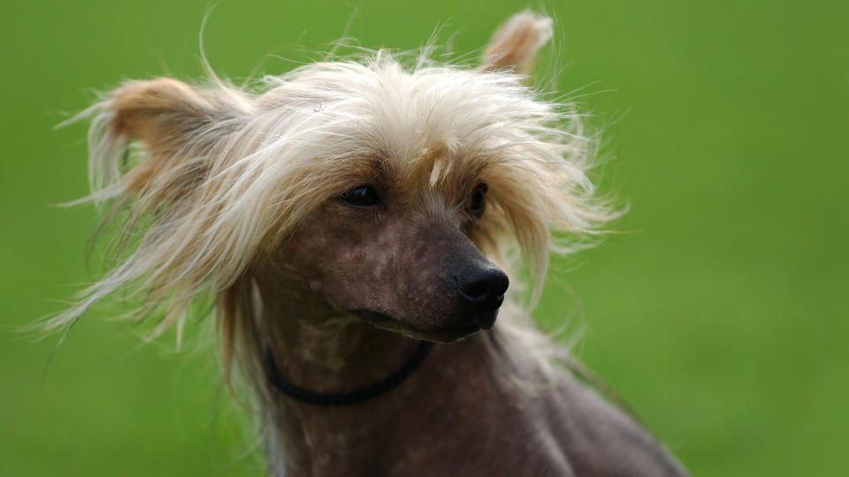 Chinese crested dog