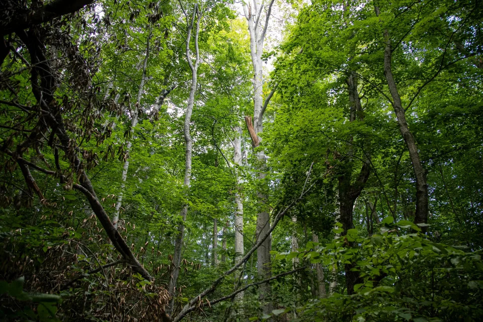 A dead beech tree in the center at the Clay Cliffs Natural Area in Leland on Wednesday, August 24, 2022.