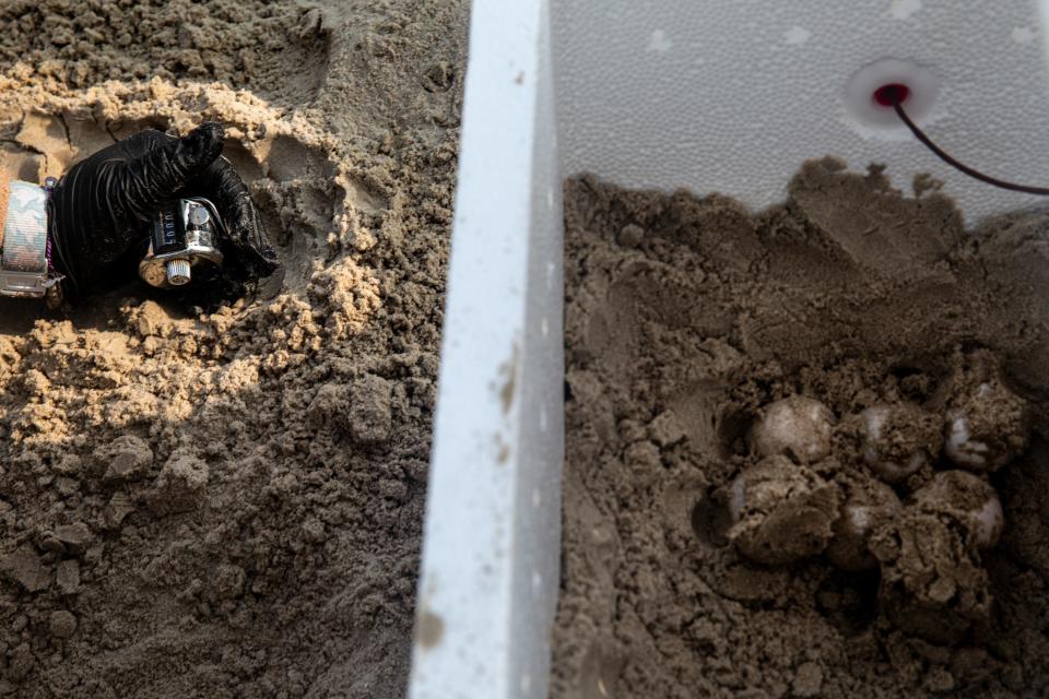 Abby Parker, a biological science technician with the National Park Service, excavates a Kemp's ridley sea turtle nest at Padre Island National Seashore, May 6, 2024, in Corpus Christi, Texas. Parker uses a handheld tally counter as she places the eggs in a styrofoam cooler filled with sand collected near the nest.