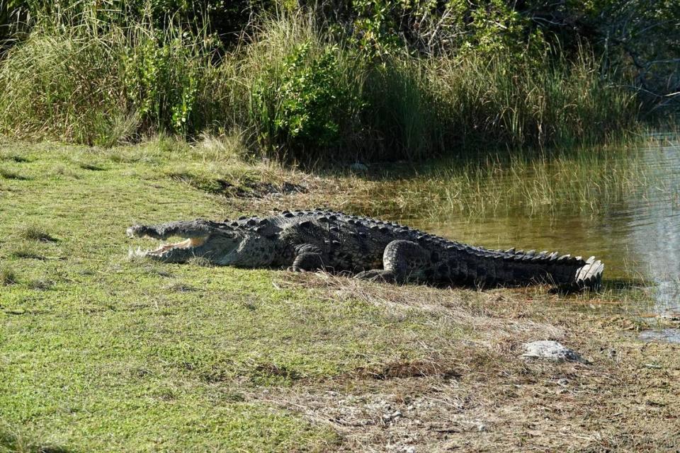Foto del infame cocodrilo de 14 pies tomando el sol en los Everglades. (Kymberly Strempack Clark).