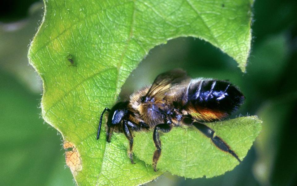 leafcutter bee - Alamy