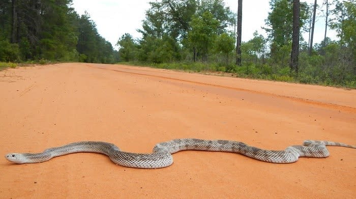 Keep an eye out for snakes in your yard or when hiking, as they could be encountered more as the weather warms. What should you do if you come upon a native snake? Just give them space. Snakes don't purposefully position themselves to frighten people and usually try to avoid encounters.