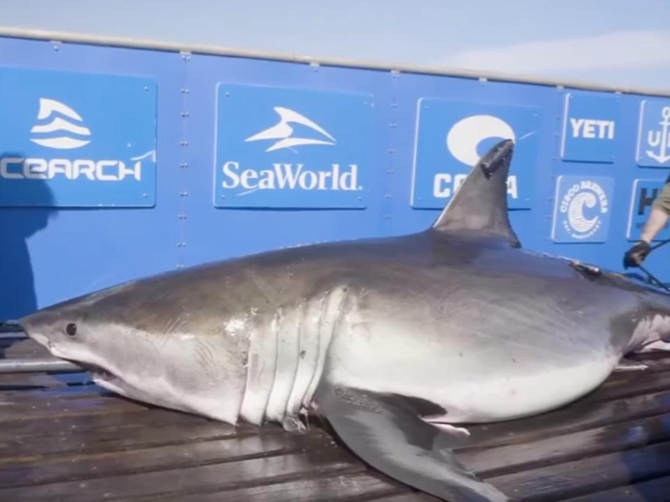 A 1,400-pound great white shark was found swimming off Hatteras, NC (Screenshot / Facebook / OCEARCH)