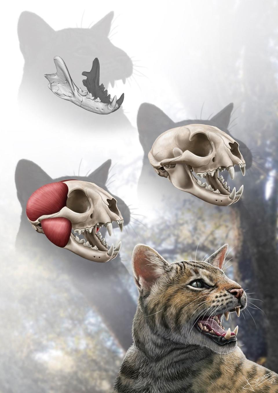 Reconstruction of the mandible, skull, masticatory muscles, and life appearance of Magerifelis peignei (Artwork by J. Gamarra/Journal of Vertebrate Paleontology)