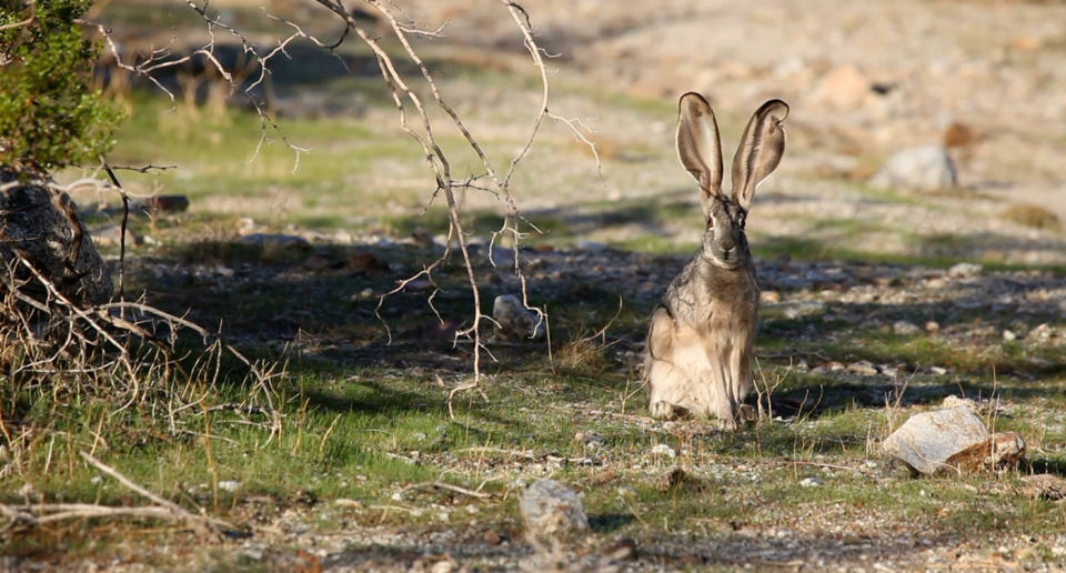 La población de conejos ha descendido un 70 por ciento en la península ibérica. (Crédito: Getty Images)