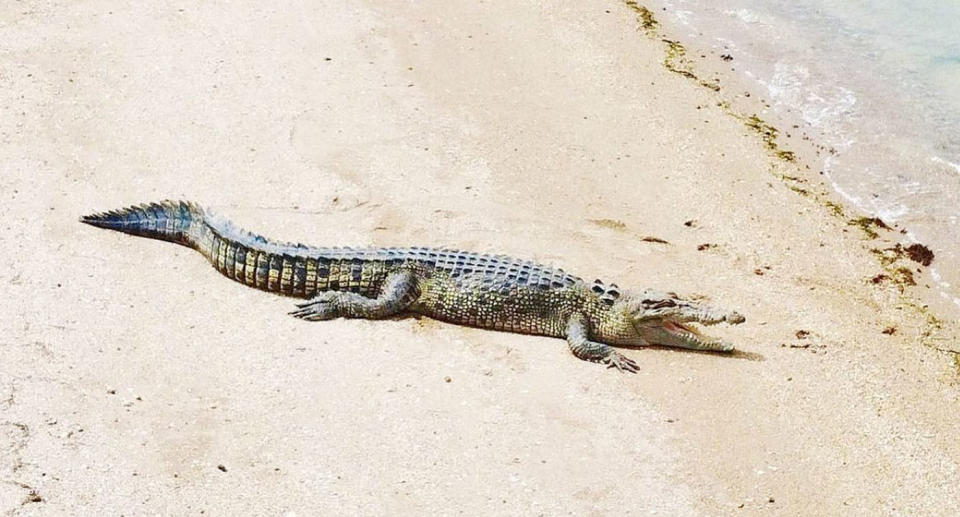 Crocodile cresting on sand near water in Cape york Queensland