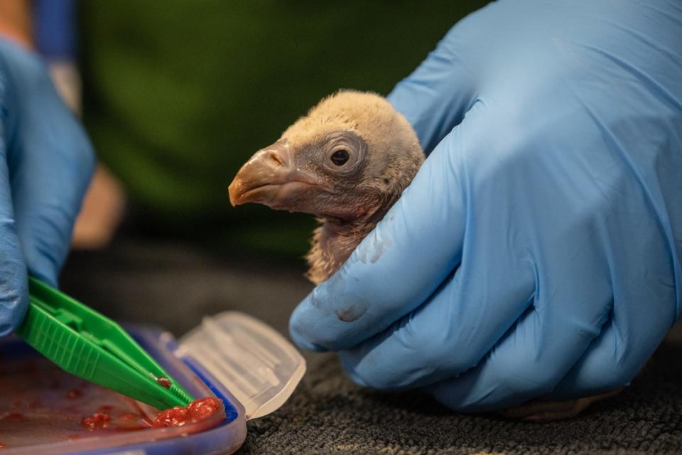 Newly-born Egbert is a critically endangered Rupell’s griffon vulture (ZSL London)