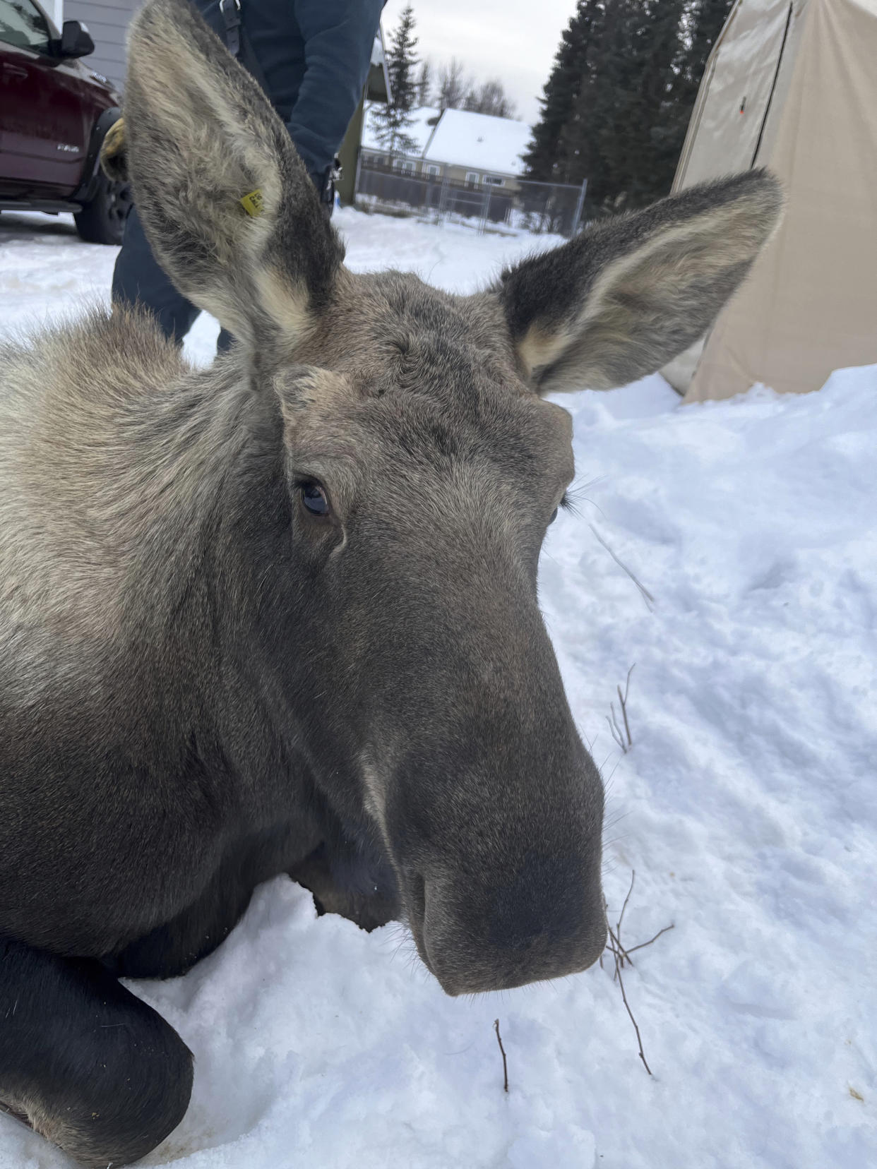 In this image provided by Central Emergency Services for the Kenai Peninsula Borough, a moose is shown Sunday, Nov. 20, 2022, after it had been rescued following a fall through a window well at a home in Soldotna, Alaska. The moose was tranquilized and removed from the house on a stretcher, revived and set loose back into the wild. (Capt. Josh Thompson, Central Emergency Services via AP)