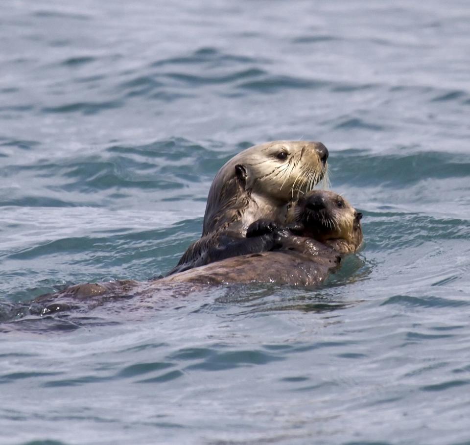 Baby sea otters can't swim right away.