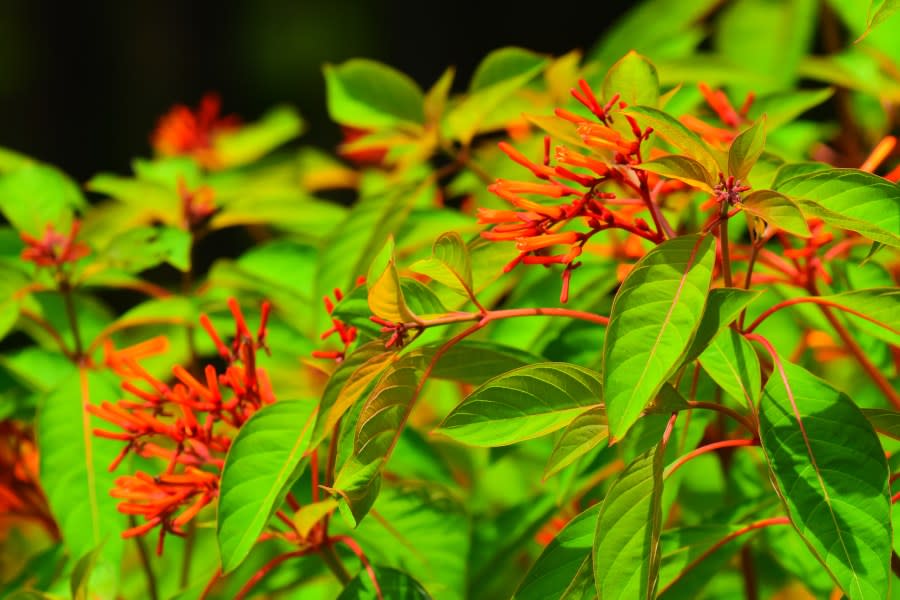 A fire bush in bloom with long tubular red flowers and vivid green leaves. Photo taken on St. Simons island, Georgia