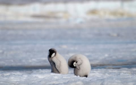 Emperor penguin chicks at Antarctica's Halley Bay, 2010 - Credit: Peter Fretwell/AP