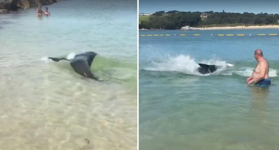 The seal dodges several beachgoers on its way to catching its prey. Source: Sunrise/ Karen McLellan