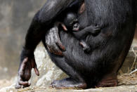 <p>A 1-week-old bonobo clings to its mother at Planckendael animal park in Mechelen, Belgium, Aug. 9, 2017. (Photo: Francois Lenoir/Reuters) </p>