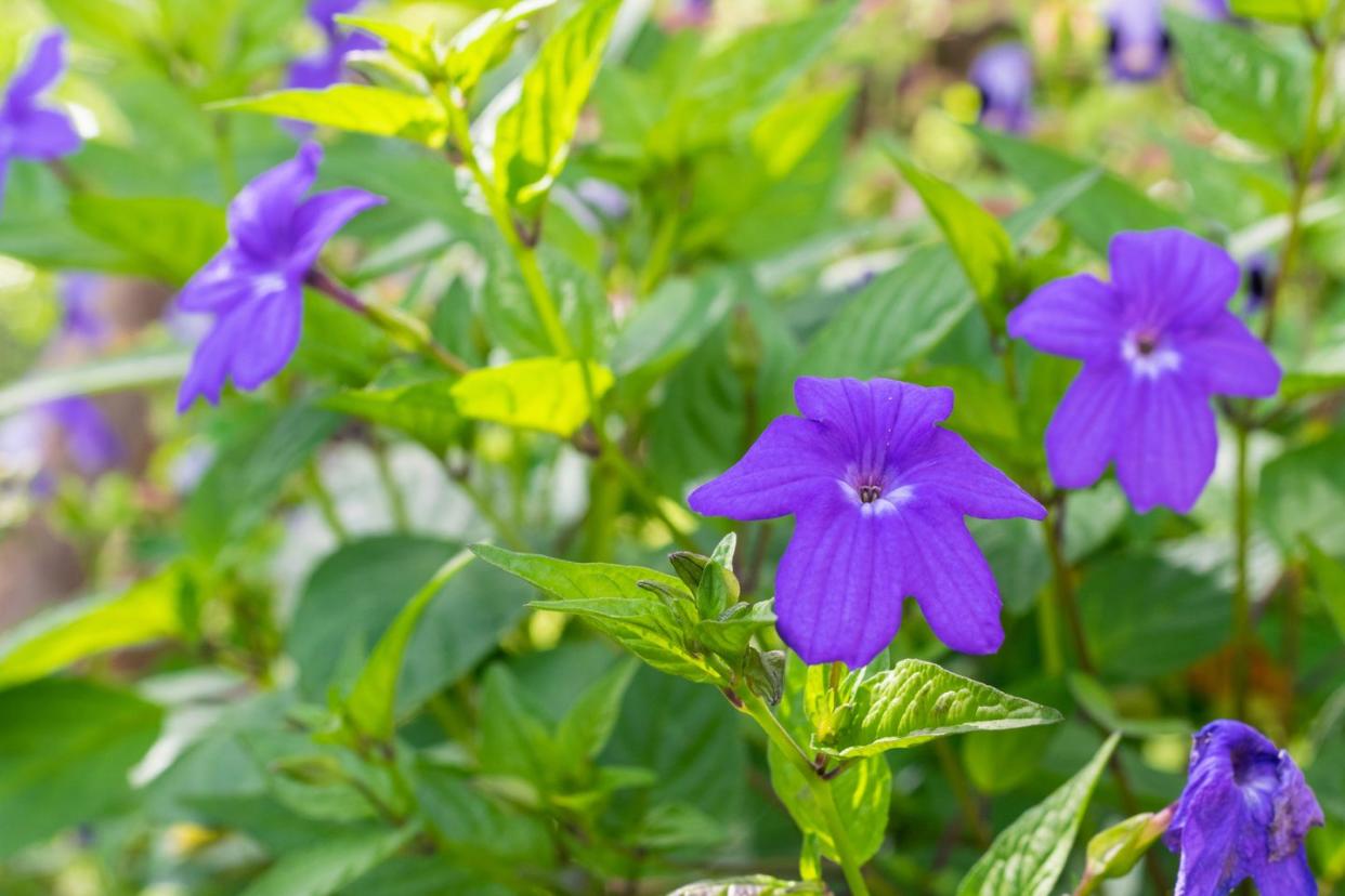 shade flowers browallia