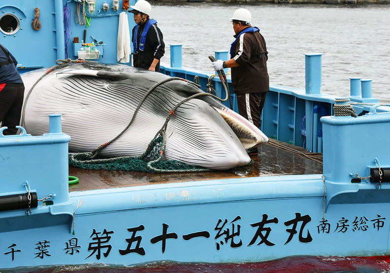 2019年日本退出了捕鯨協會，當年此舉引發國際撻伐。KYODO