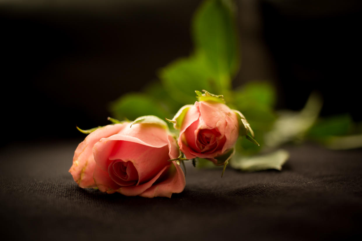 Two head of pink roses