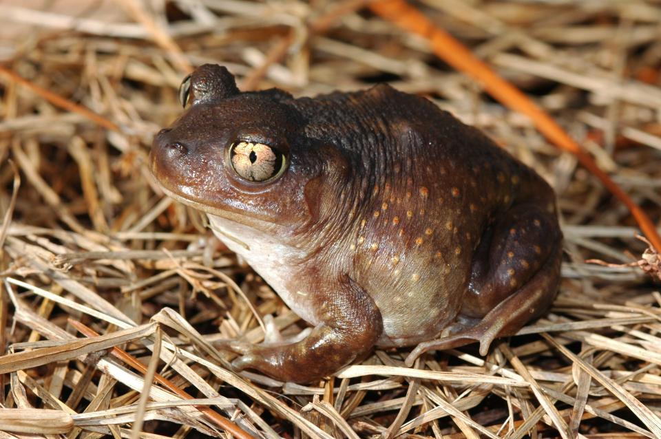 Eastern spadefoots (Scaphiopus holbrooki) are common visitors to suburban yards and gardens.