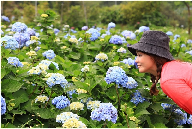 新北｜萬里高家繡球花季