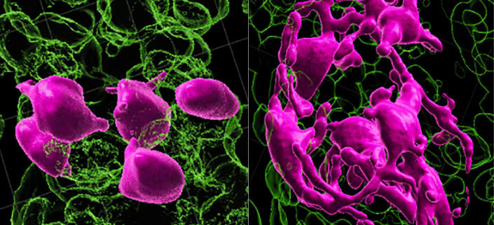Hair-coloring stem cells 