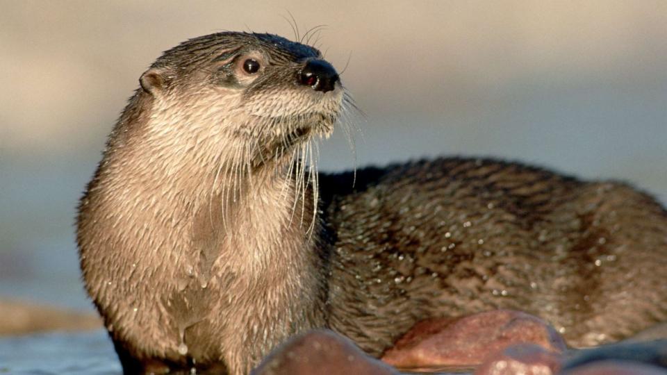 PHOTO: Stock photo of a river otter. (STOCK PHOTO/Getty Images)
