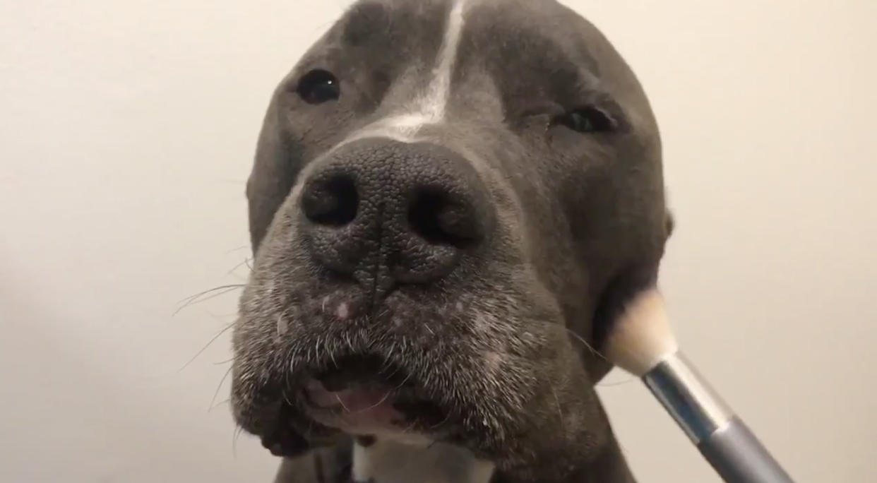 Beauty bloggers, beware! Malachi the pit bull is coming for your spot. (Photo: Twitter/noelaniig)