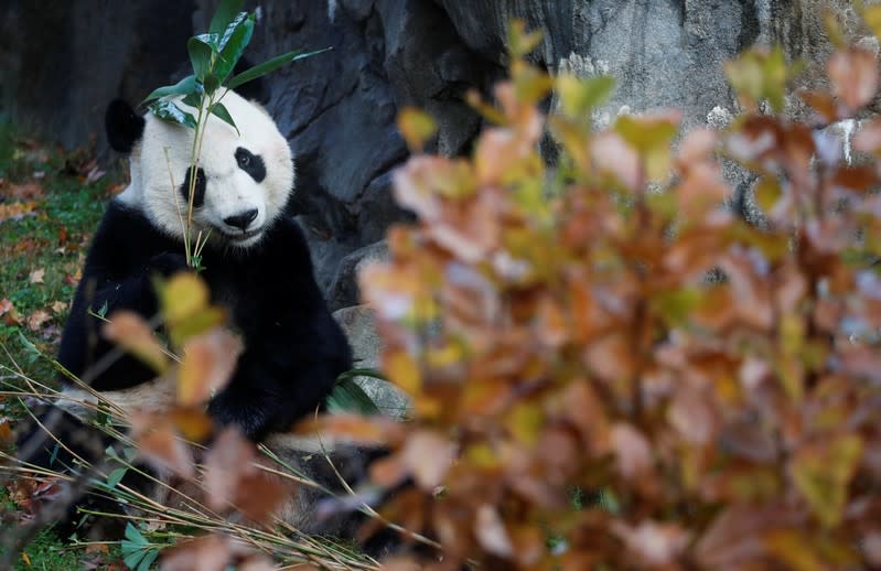 Bei Bei, the giant panda, is seen for the last time at the Smithsonian National Zoo, before his departure to China, in Washington