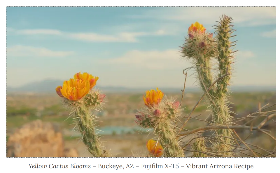 Yellow cactus photo with custom film simulation recipe